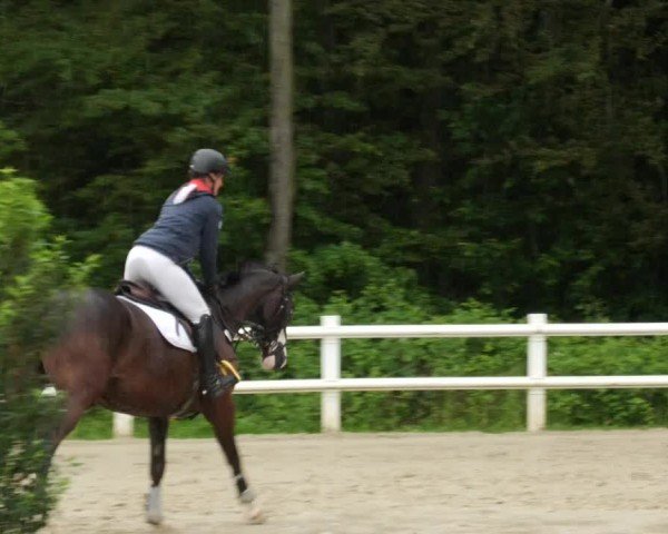 Reitturnier Nordstetten- Horb 2024