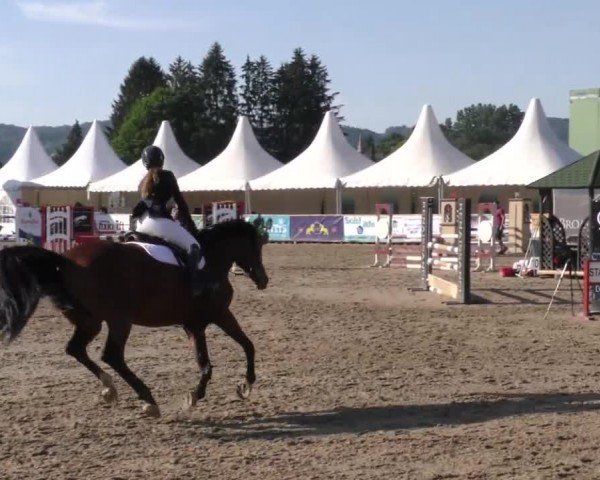 Reitturnier Gniebing-Feldbach 2023