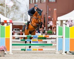 jumper Orlando Love Z (Zangersheide riding horse, 2017, from Orlando van de Heffinck)