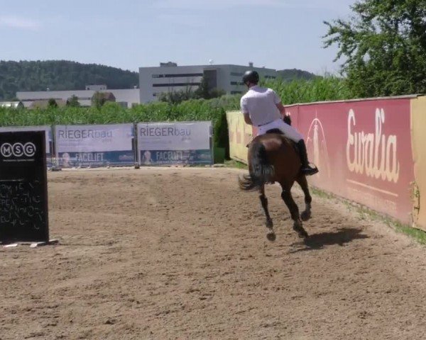 Reitturnier Gniebing-Feldbach 2023