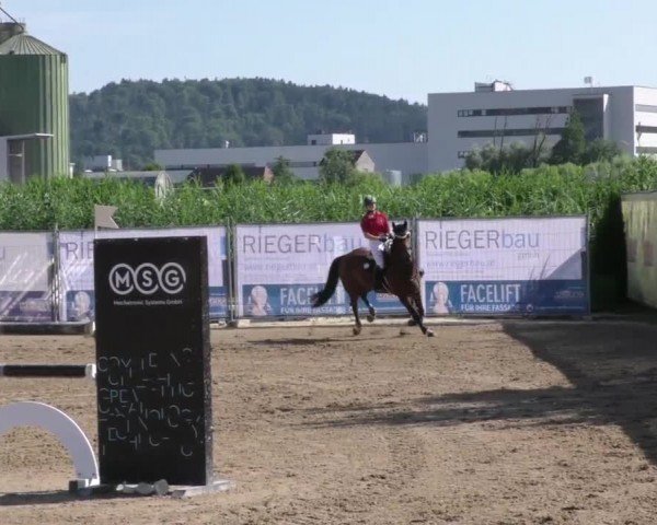 Reitturnier Gniebing-Feldbach 2023