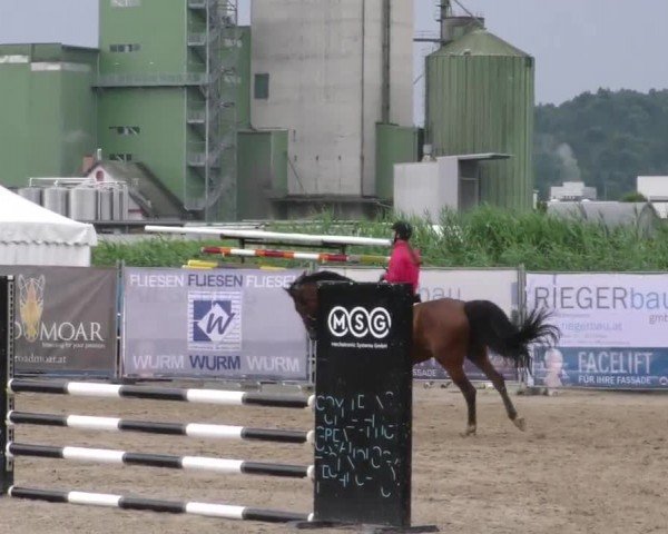 Reitturnier Gniebing-Feldbach 2023