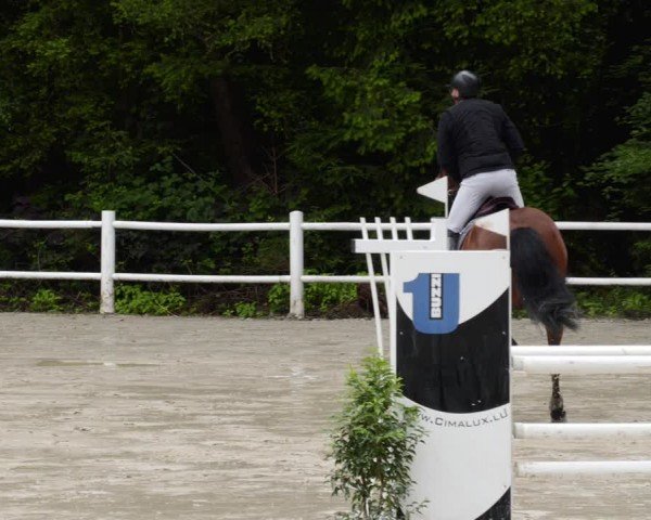 Reitturnier Losheim am See 2024