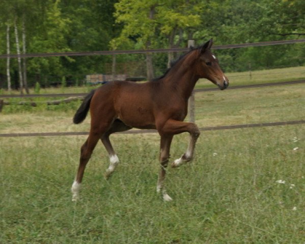 horse Bellino 15 (Trakehner, 2014, from Schwarzgold)