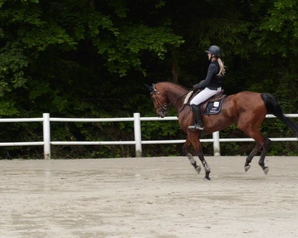 Reitturnier Losheim am See 2024