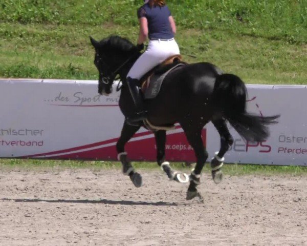 Reitturnier Zeltweg-Farrach 2023