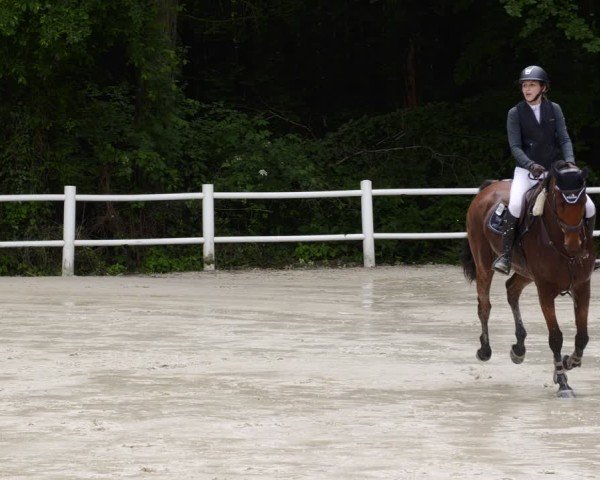 Reitturnier Losheim am See 2024