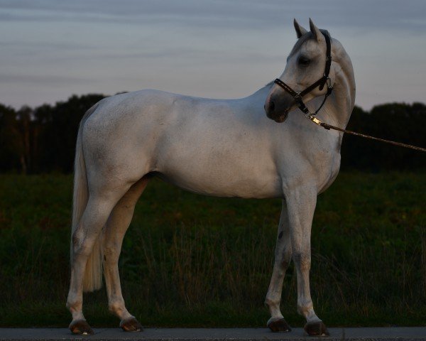 jumper Cornetta Sb (Hanoverian, 2015, from Cornet Obolensky)
