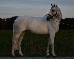 jumper Cornetta Sb (Hanoverian, 2015, from Cornet Obolensky)