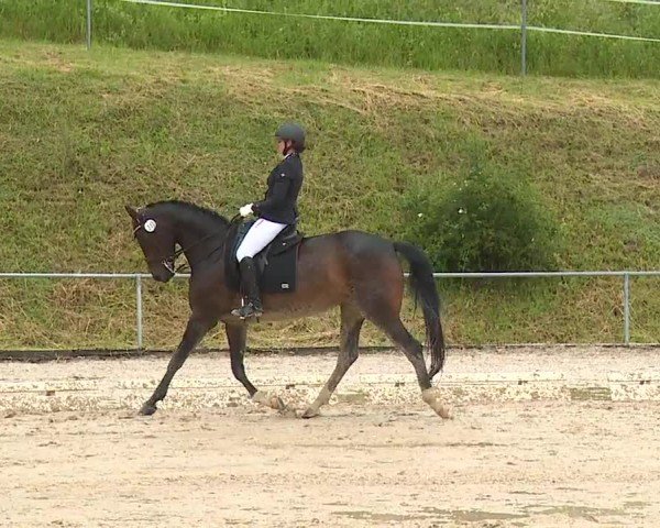 Reitturnier Münster/Ndb. 2024