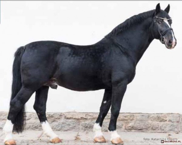 stallion Nefryt (Schlesier, 1998, from Evento) stallion Nefryt (Schlesier, 1998, from Evento)