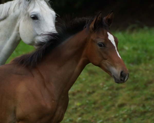 horse Bel Divo (Trakehner, 2016, from Il Divo xx)