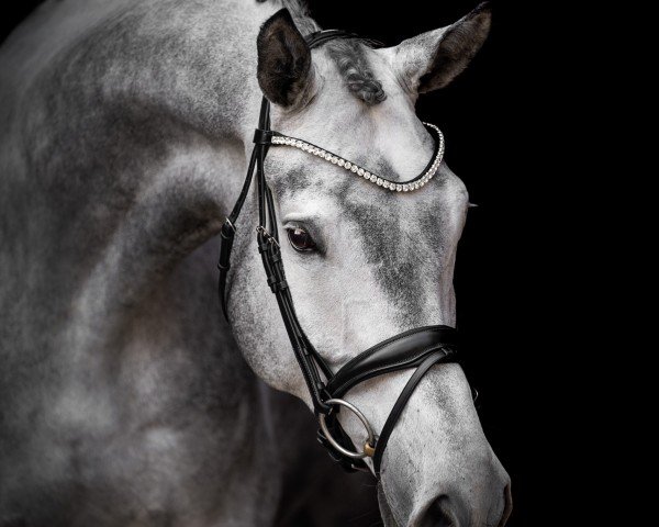 dressage horse FLUOR (Trakehner, 2018, from Helium)