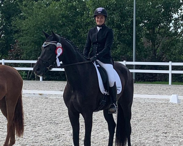 jumper Fortuna Royal (Hanoverian, 2017, from For Romance I)