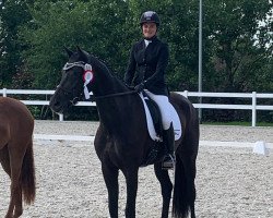 jumper Fortuna Royal (Hanoverian, 2017, from For Romance I)