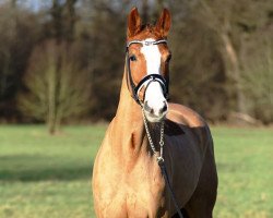 dressage horse Frederika (Hanoverian, 2007, from Rousseau)