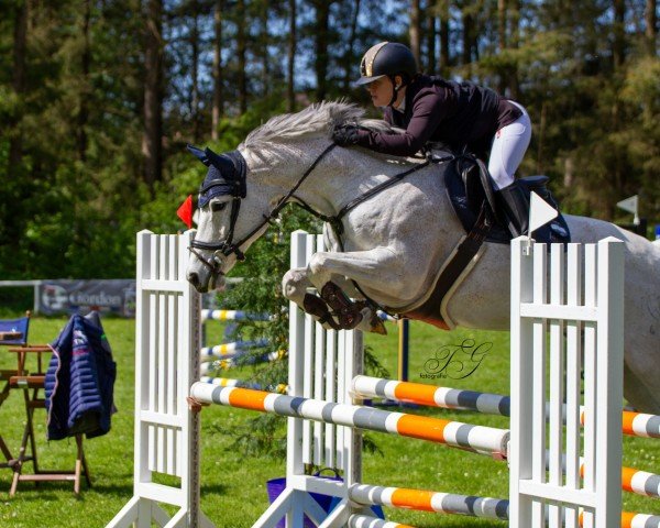 jumper Felicitas BS (Holsteiner, 2013, from Hermes de Lux)