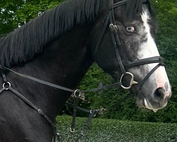 Springpferd Hickstead's Eye (Zangersheide Reitpferd, 2020, von HICKSTEAD WHITE)