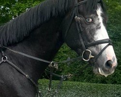 jumper Hickstead's Eye (Zangersheide riding horse, 2020, from HICKSTEAD WHITE)