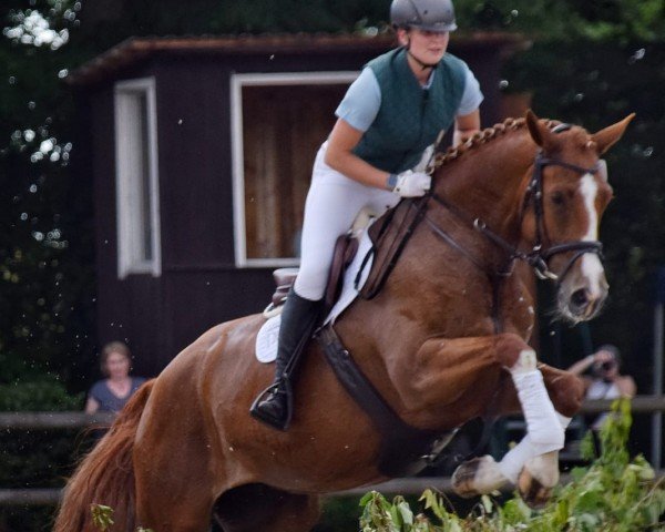 broodmare Noblesse 256 (German Sport Horse, 2017, from Santo Domingo)