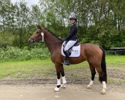 Pferd Zoomaranda (Westfale, 2020, von Zoom)