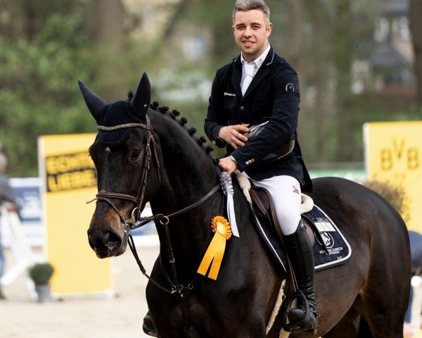 Springpferd Cuntessa (KWPN (Niederländisches Warmblut), 2019, von H&M Chilli Willi)