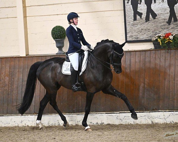 dressage horse High Magic Wf (Westphalian, 2015, from Hohenstein I) dressage horse High Magic Wf (Westphalian, 2015, from Hohenstein I)