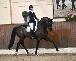 dressage horse High Magic Wf (Westphalian, 2015, from Hohenstein I)