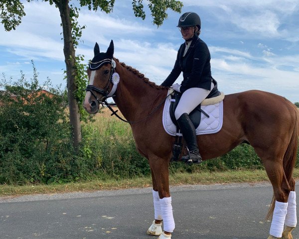 Dressurpferd Triumphator xx (Englisches Vollblut, 2009, von Intendant xx)