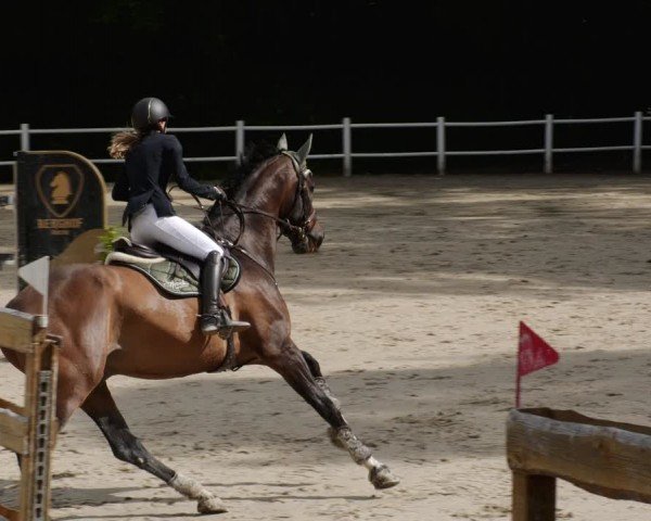Reitturnier Losheim am See 2024