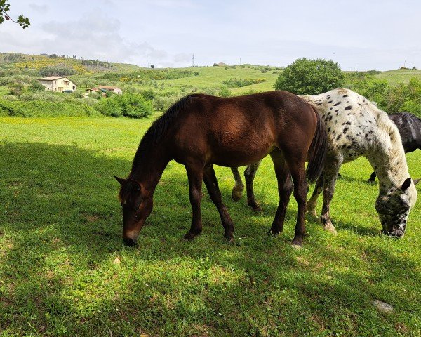 horse Déjàvu af Vissegaard (Knabstrupper, 2023, from Tao af Vissegaard)