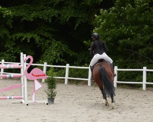 Reitturnier Losheim am See 2024