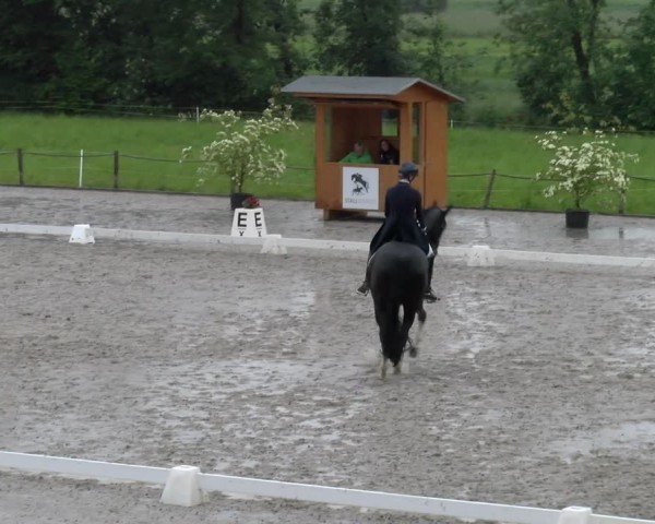 Reitturnier Gossau 2024