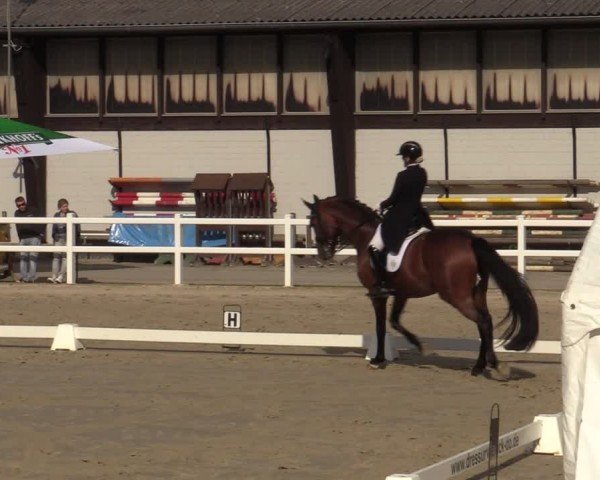 Reitturnier Dortmund-Somborn 2024