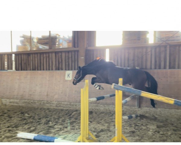 Pferd Charlie (Kleines deutsches Reitpferd, 2021, von Champ de Luxe)