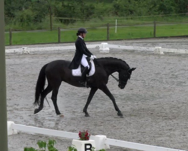 Reitturnier Gossau 2024