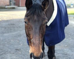 Broodmare Rania 30 (Westphalian, 2006, from Riccione)
