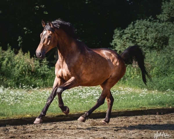 horse Rynos (Trakehner, 2009, from Zauberfürst)
