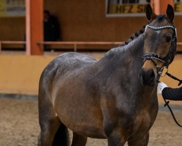 Dressurpferd Nebos 20 (Deutsches Reitpony, 2009, von Speyksbosch Nelson)
