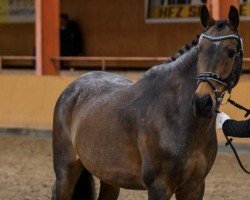 Dressurpferd Nebos 20 (Deutsches Reitpony, 2009, von Speyksbosch Nelson)