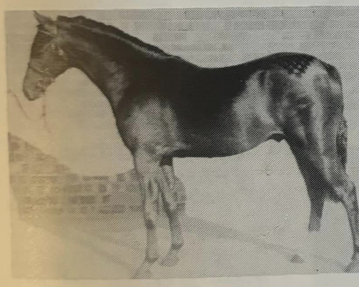 stallion Eskdale Music Boy (British Riding Pony, 1988, from Vean Cockalorum)