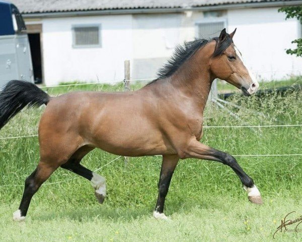 Dressurpferd Folkert 4 (Niederl. Pony m.arab.Blutant., 2009, von First Stayerhof's Ramzi H) Dressurpferd Folkert 4 (Niederl. Pony m.arab.Blutant., 2009, von First Stayerhof's Ramzi H)