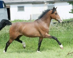 dressage horse Folkert 4 (Dutch Pony m.arab.Blutant., 2009, from First Stayerhof's Ramzi H)