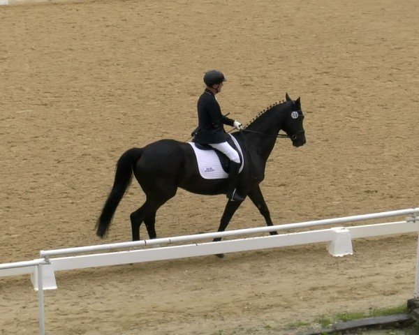 FEI internationales Paralympisches Turnier Stadl-Paura 2024