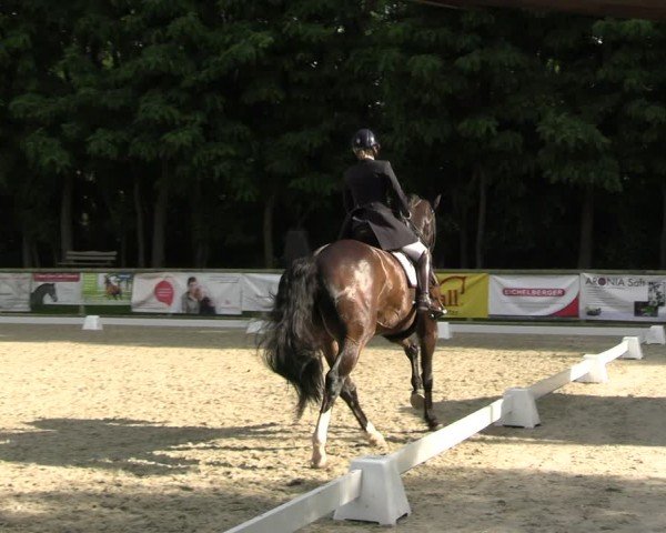 Reitturnier Ruhlsdorf 2024