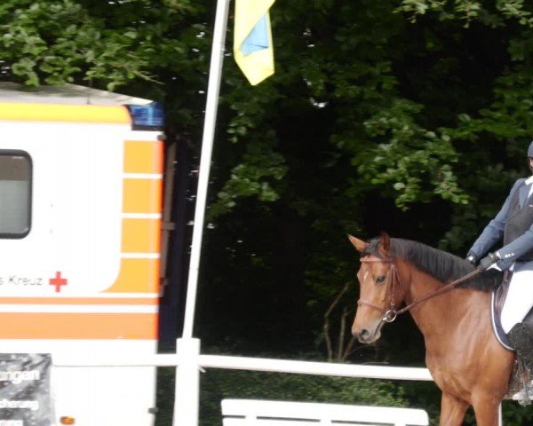 Reitturnier Losheim am See 2024