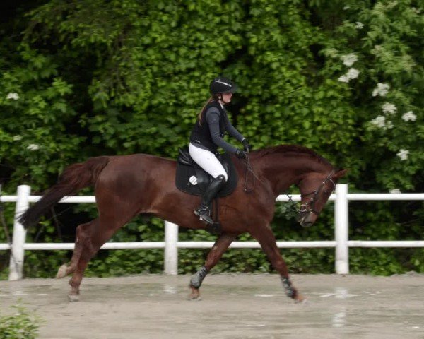 Reitturnier Losheim am See 2024