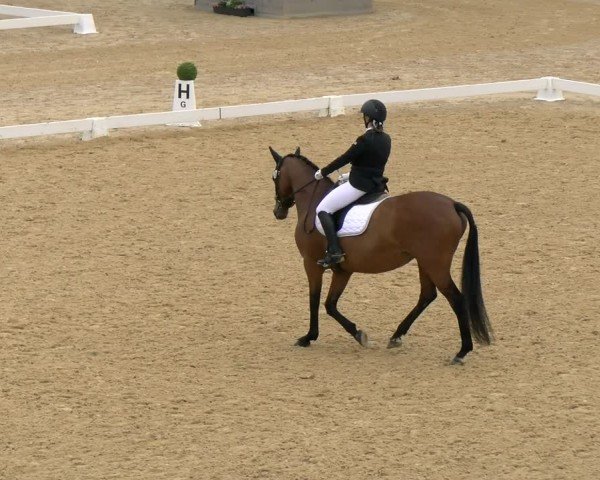 FEI internationales Paralympisches Turnier Stadl-Paura 2024