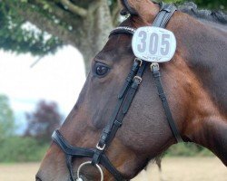 dressage horse Lilli (sonstiges Warmblut, 2013)