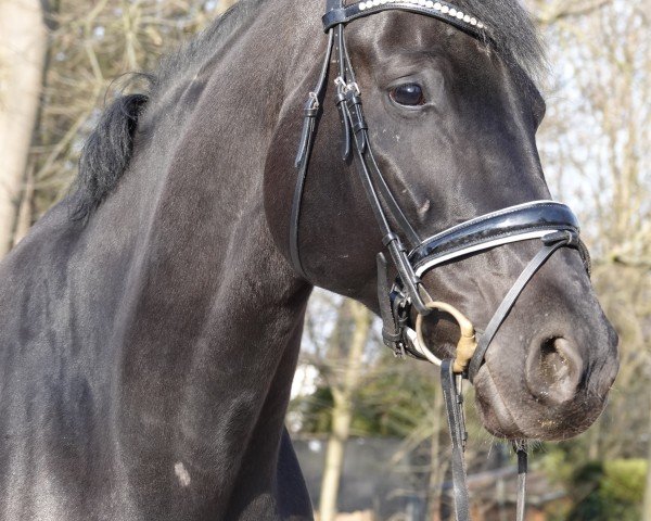 dressage horse Dancing Detlev (Westphalian, 2015, from Dante Weltino Old)